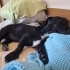 Bücür Köpek Çorap fotoğraf