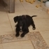 Bücür Köpek Çorap fotoğraf