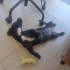 Bücür Köpek Çorap fotoğraf