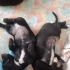 Bücür Köpek Çorap fotoğraf