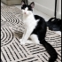Acil yuva aranıyor fotoğraf