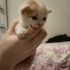 4-5 günlük kedi acil yuva arıyor! fotoğraf