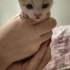 4-5 günlük kedi acil yuva arıyor! fotoğraf