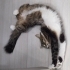 Melo çok uyusal bir kedi fotoğraf