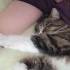 Melo çok uyusal bir kedi fotoğraf