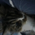 Melo çok uyusal bir kedi fotoğraf