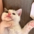 3 aylık tekir kedi fotoğraf