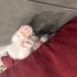 3 aylık tekir kedi fotoğraf