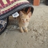 Ordu fatsa yavru kedi fotoğraf