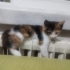 yavrular çok tatlılar fotoğraf