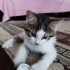 yavrular çok tatlılar fotoğraf