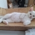 Sevgi dolu, oyuncu cana yakın bir can fotoğraf