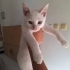 Sevgi dolu, oyuncu cana yakın bir can fotoğraf