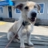 Simit ömürlük ailesini arıyor😍 fotoğraf