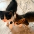 2 Aylık Erkek Yavru Kedilere Ömürlük Yuva fotoğraf