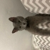 Mavi rus kedisi dino merlin fotoğraf