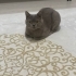 British dişi kısır fotoğraf