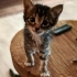 İZMİR BRİTİSH TİGER TABY YAVRUMUZA ÖMÜRLÜK YUVASINI ARIYORUZ fotoğraf