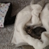 İZMİR BRİTİSH TİGER TABY YAVRUMUZA ÖMÜRLÜK YUVASINI ARIYORUZ fotoğraf