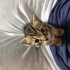 SAMSUN ACİL BEBEK KEDİ SAHİPLENDİRME fotoğraf