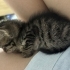 SAMSUN ACİL BEBEK KEDİ SAHİPLENDİRME fotoğraf