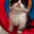 Tatlı oğlan Oreo şanslı ailesini arıyor  :) fotoğraf