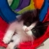 Tatlı oğlan Oreo şanslı ailesini arıyor  :) fotoğraf