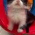 Tatlı oğlan Oreo şanslı ailesini arıyor  :) fotoğraf