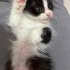 Tatlı oğlan Oreo şanslı ailesini arıyor  :) fotoğraf