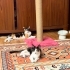 İZMİR CALİCO YAVRUMUZ BAMBİ VE PATİ YUVASINI ARIYOR AŞILARI TAM fotoğraf