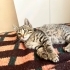 Tedi iç dış parazitleri yapıldı veteriner kontrolü yapıldı fotoğraf