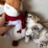 Simba kalıcı yuva arıyor! 🤍 fotoğraf