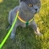 british shorthair eğitimli fotoğraf