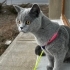 british shorthair eğitimli fotoğraf