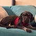 Maltipoo kızımıza acil yuva fotoğraf