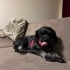 Maltipoo kızımıza acil yuva fotoğraf