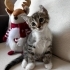 Minik Dumbo kalıcı yuvasını arıyor! 💙🐾 fotoğraf