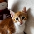 Bu Nemo Kayıp Değil, Yuva Arıyor! 🧡🐾 fotoğraf