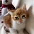 Bu Nemo Kayıp Değil, Yuva Arıyor! 🧡🐾 fotoğraf