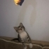 Duyma engelli ve bir gözü kör kediye acil yuva arıyorum. fotoğraf