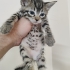 BEBEKLERİ KURTARMAK İSTER MİSİNİZ? fotoğraf