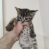 BEBEKLERİ KURTARMAK İSTER MİSİNİZ? fotoğraf