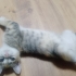 Renkli ömürlük yuvasını arıyor 3 aylık dişi fotoğraf