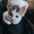 Annesiz şilaya yuva olurmusunuz🐱 fotoğraf