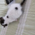 Annesiz şilaya yuva olurmusunuz🐱 fotoğraf