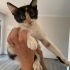 MUTSUZ YA DA YALNIZ DEĞİLSİNİZ, SİZİN KEDİNİZ YOK! fotoğraf