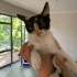 MUTSUZ YA DA YALNIZ DEĞİLSİNİZ, SİZİN KEDİNİZ YOK! fotoğraf