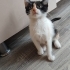MUTSUZ YA DA YALNIZ DEĞİLSİNİZ, SİZİN KEDİNİZ YOK! fotoğraf