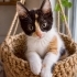 MUTSUZ YA DA YALNIZ DEĞİLSİNİZ, SİZİN KEDİNİZ YOK! fotoğraf