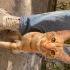 SOKAĞA ATILMIŞ KEDİYİ SAHİPLENDİRMEK İSTİYORUZ fotoğraf